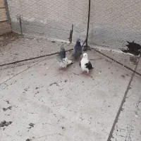 فروش سه تا طوقی ناب