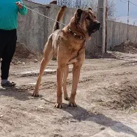 سگ سرابی