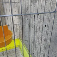 فروش قفس. با. لوازم. کامل|لوازم جانبی حیوانات|میناب, |دیوار