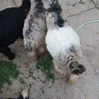 بز،بیگ ،تیشتر|حیوانات مزرعه|دزفول, |دیوار