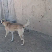 سگ گله ای سرابی|سگ|اسفرورین, |دیوار