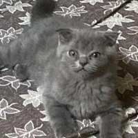 گربه اسکاتیش رنگ بلو