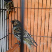 سهره گلبسر۱۰عدد|پرنده|مشهد, پنجتن|دیوار