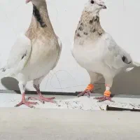 کبوتر سار سرور لکه دار خوش نقش|پرنده|مشهد, امیر المومنین|دیوار