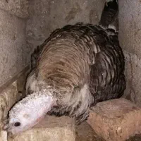 بوقلمون ماده کرچ و بوقلمون نر|حیوانات مزرعه|قم, آزادگان|دیوار