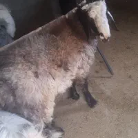 بز چاق تخت بره چاق تخت|حیوانات مزرعه|مرودشت, ده بید|دیوار