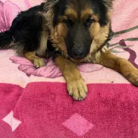 سگ ژرمن شپرد شولاین|سگ|شیراز, تندگویان|دیوار