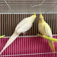 جفت مولد ارمنی