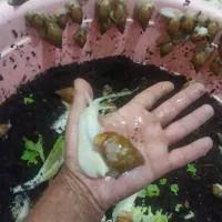 هلزون باکس|خزنده|تبریز, |دیوار