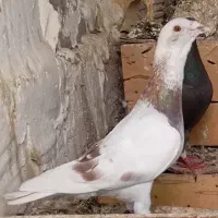 کفتر دوری برازجان