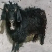 گوسفند تروشت فروشی هست