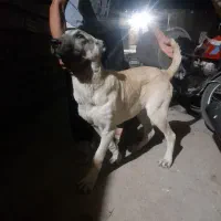 توله سگ سرابی۵ماهه|سگ|میانه, |دیوار