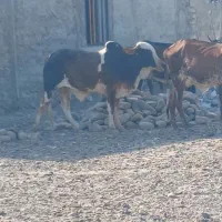 گاوه نره برای قربانی عید