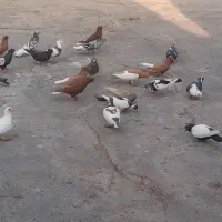 کبوتر رنگی دورگ همه رنگ|پرنده|رامشیر, |دیوار