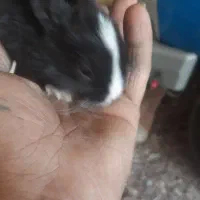 خرگوش و بچه خرگوش