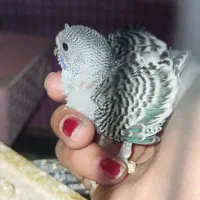 دو عروس هلندی ماده جوان و تعدادی مرغ عشق فروشی|پرنده|گلبهار, شهر جدید گلبهار|دیوار