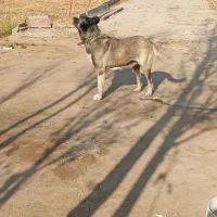 سگ سرابی ماده|سگ|باسمنج, |دیوار