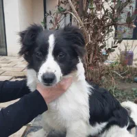 واگذاری توله اشپیتز