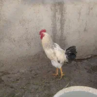 خروس|حیوانات مزرعه|الیگودرز, |دیوار