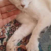واگذاری گربه