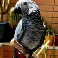 جوجه کاسکو