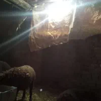 بره|حیوانات مزرعه|بوئین زهرا, |دیوار