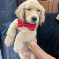 توله گلدن|سگ|رشت, پستک|دیوار