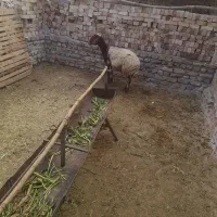 میش اویستن گله گرد