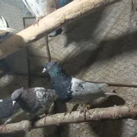 ۱۰ عدد کفتر بومب