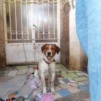 سگ دورگ دوبرمن با ژرمن شپرد