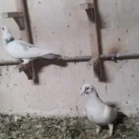 کبوتر|پرنده|شیراز, فضل‌آباد|دیوار