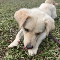 سگ گلدن|سگ|رشت, پارک شهر|دیوار