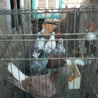 کفتر.کبوتر تهرانی پرشی ساعت دار|پرنده|شهریار, شهرک امیریه|دیوار