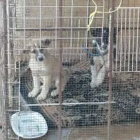 سگ  قدرجونی|سگ|مسجد سلیمان, |دیوار