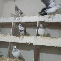 کبوتر ماده آلیام