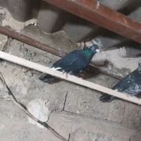 کفتر گرفته شده شب از بلندی