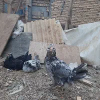 فروش تخم مرغ گلین|حیوانات مزرعه|شهرکرد, |دیوار