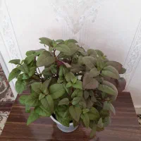 بنفشه آفریقایی.کراسولا خرفه ای|گل و گیاه طبیعی|اردبیل, |دیوار