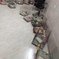 قناری رسمی نرو و ماده