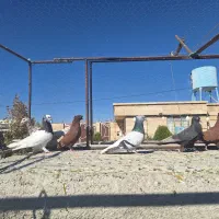 کبوتر رنگی|پرنده|شیراز, شهرک گلستان|دیوار