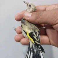 سهره