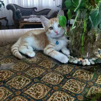 واگذاری گربه نر