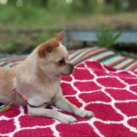 گمشده.سگ شی واوا.