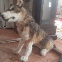 عروسک گرگ بزرگ