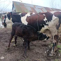 گاو با گوساله سیمینتال نر