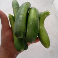 خیار بوته