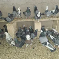 حدود ۶۰ ۷۰ تا کبوتر معاوضه با کاسکو کلام دار|پرنده|تهران, استاد معین|دیوار