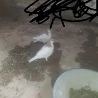 کفتر ساده زرد