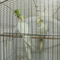 عروس هلندی لوتینو هر دو ماده