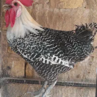 مرغ و خروس گلین،کوشین،براکل،هفت تاج